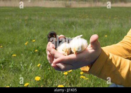 Three small chicks in the palms of a man Stock Photo