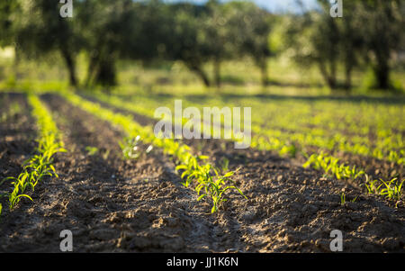 Corn growing in a field in Tuscany Stock Photo