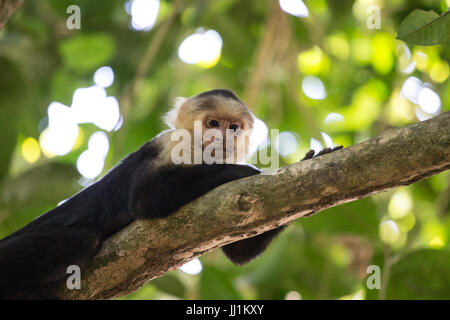 Capuchin Monkey relaxing on a tree in Costa Rica Stock Photo