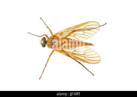 Snipe fly (Rhagio) isolated on a white ackground Stock Photo