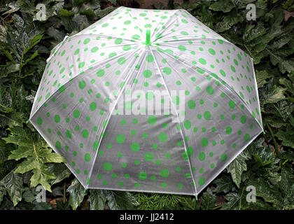A cheap plastic green polka dot umbrella lays open against green foliage. Stock Photo