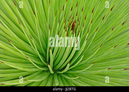 Hedgehog Agave / (Agave stricta) | Agave / (Agave stricta) Stock Photo