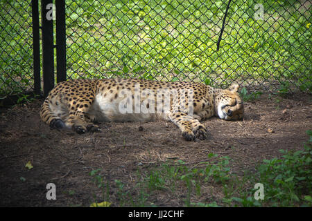 North Chinese leopard resting in a ZOO cage in Moscow zoo Stock Photo