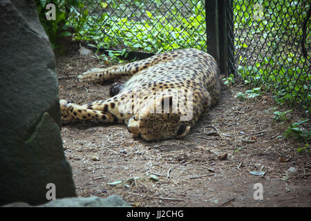 North Chinese leopard resting in a ZOO cage in Moscow zoo Stock Photo