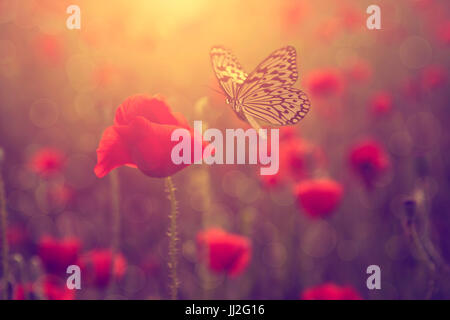 Butterfly and poppy flower in sunset Stock Photo