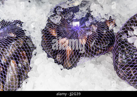 Whole raw clams mussels on ice on display in market in mesh bag Stock Photo