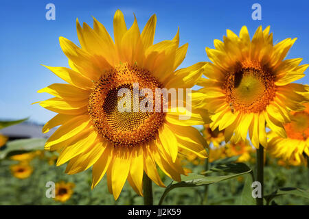 Two sunflowers in the foreground, horizontal. On blue sky background and green field of sunflowers. Stock Photo