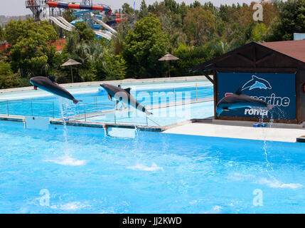 Torvaianica, Italy - june 24, 2013: Clear water with amazing dolphins show Algarve Water Theme Park Dolphinarium, Oceans of Fun. Zoomarine is a water  Stock Photo