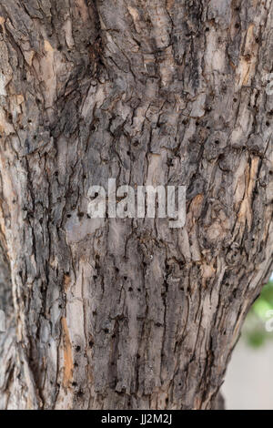 Woodpecker holes in tree trunk. Stock Photo