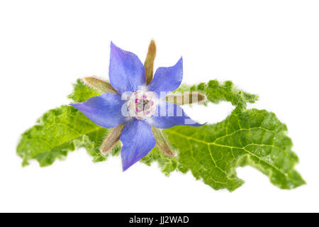 Borage flower starflower isolated on white Stock Photo