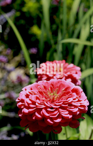High bush pink dahlia with bud among other flowers near the fence in