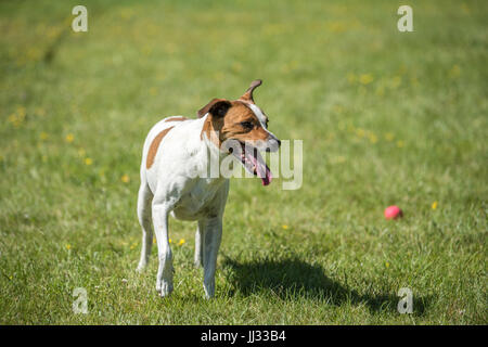Danish Swedish Farmdog playing fetch with a ball. This breed, which originates from Denmark and southern Sweden is lively and friendly. Stock Photo