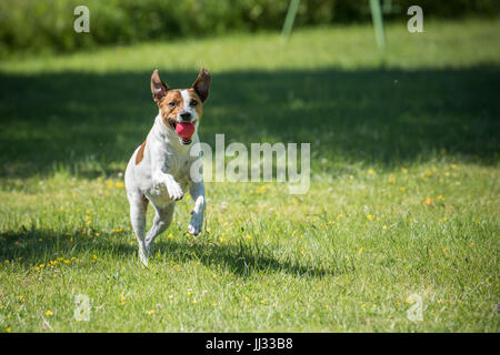 Danish Swedish Farmdog playing fetch with a ball. This breed, which originates from Denmark and southern Sweden is lively and friendly. Stock Photo