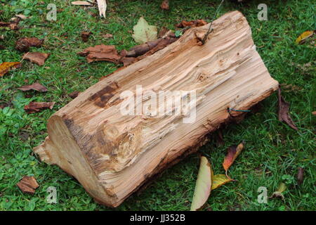 Split log in a garden Stock Photo