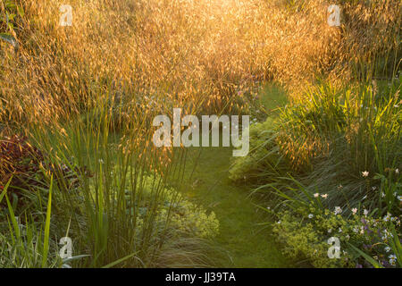 Stirlingshire, Scotland, UK. 17th July, 2017. UK weather - as the sun sets at the end of a beautiful evening, it illuminates golden oats (Stipa gigantea) grasses in this Stirlingshire garden Credit: Kay Roxby/Alamy Live News Stock Photo