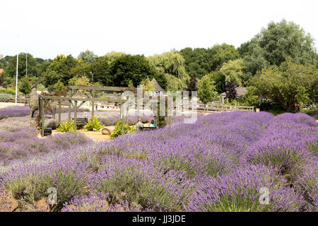 Heacham, Norfolk, UK. 18th July 2017. UK Weather: Hot sunny weather over Norfolk lavender fields andgardens, Tractor harvesting plants in rural fields on hot day Credit: WansfordPhoto/Alamy Live News Stock Photo