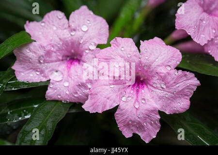 pink Popping pod flower with the water drop natural health care Stock Photo
