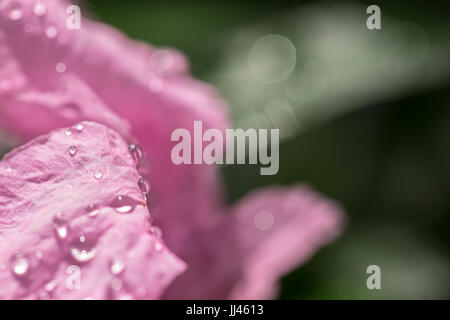 pink Popping pod flower with the water drop background blur Stock Photo