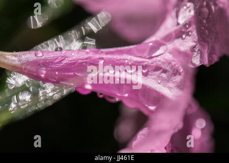 pink Popping pod flower with the water drop natural health care Stock Photo