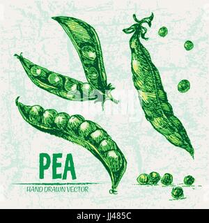 Digital vector detailed line art color pea vegetable hand drawn retro illustration collection set. Thin artistic pencil outline. Vintage ink flat styl Stock Vector