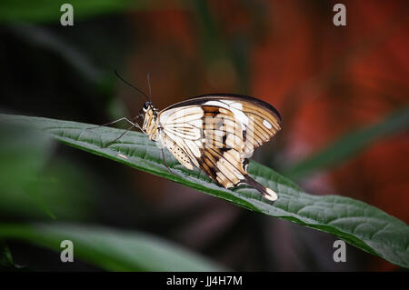 Butterfly on sale Takeoff