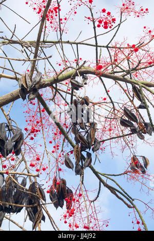 Brachychiton Acerifolius,  Illawarra Flame Tree Stock Photo