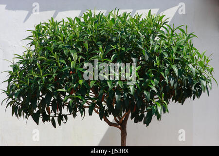 Tree, Rio Claro, São Paulo, Brazil Stock Photo