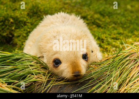 A blonde Antarctic Fur Seal pup at Fortuna Bay, South Georgia and the South Sandwich Islands Stock Photo