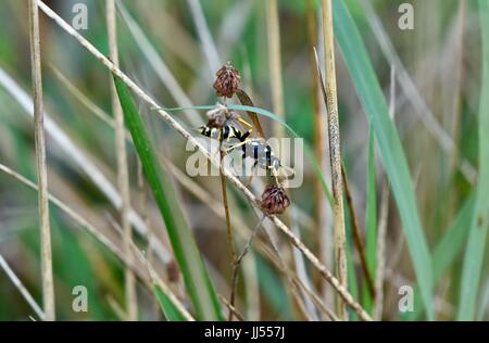 Yellowjacket bee (Arthropoda) Stock Photo