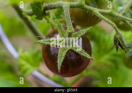 Black cherry tomato ripening on a tomato vine in the garden, USA Stock Photo