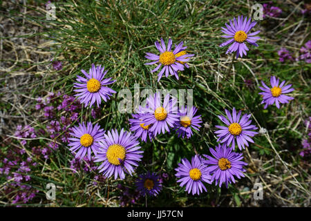 Wildflower Aster amellus, European Michaelmas-daisy, Swiss alps, Switzerland Stock Photo