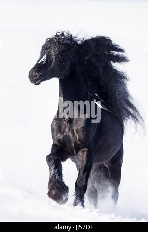 Friesian Horse. Black stallion galloping in snow. Germany Stock Photo