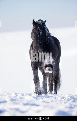 Friesian Horse. Black stallion performing the Spanish Walk in snow. Germany Stock Photo