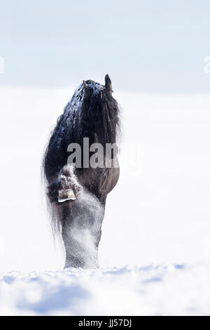 Friesian Horse. Black stallion performing the Spanish Walk in snow. Germany Stock Photo