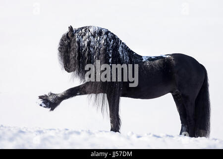 Friesian Horse. Black stallion performing the Spanish Walk in snow. Germany Stock Photo