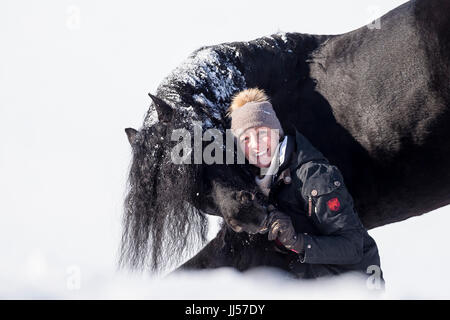 Friesian Horse. Black stallion performing a compliment in snow. Germany Stock Photo