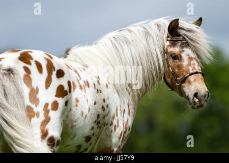 Shetland Pony. Miniature Appaloosa with a heart- shaped pa ttern on its hind leg, looking back. Netherlands Stock Photo