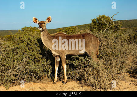 Single large female greater Kudu (Tragelaphus strepsiceros) in front of bushes stood up and looking forward Stock Photo