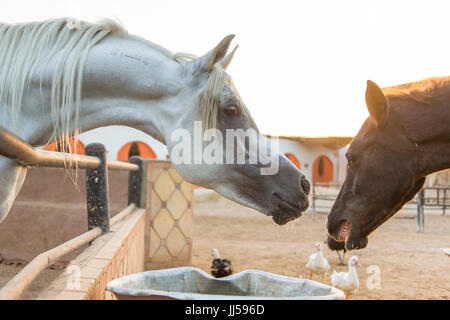 Arabian Horse. Chestnut juvenile showing submission against a gray stallion. Egypt Stock Photo