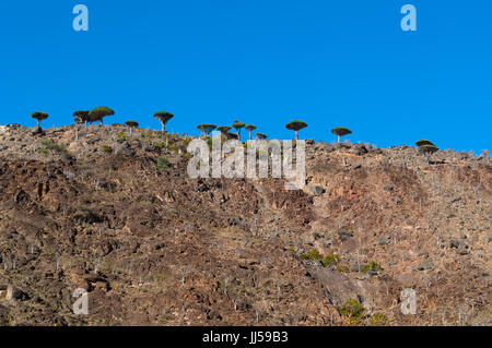 The Dragon Blood trees forest in Dirhur, the protected area of Dixam Plateau in the center part of the island of Socotra, Unesco world heritage site Stock Photo