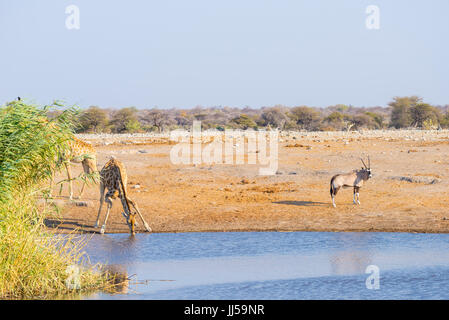 Giraffe kneeling and drinking from waterhole in daylight. Oryx standing on the pond bank. Wildlife Safari in Etosha National Park, travel destination  Stock Photo