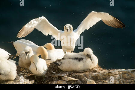 Gannets and Gannet chick at the RSPB nature reserve at Bempton Cliffs in Yorkshire, as over 250,000 seabirds flock to the chalk cliffs to find a mate and raise their young. Stock Photo
