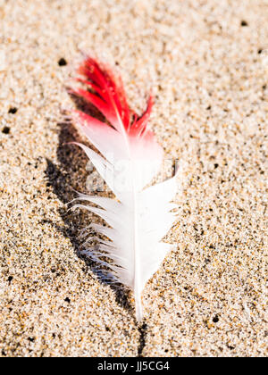 White and read feather on a beach in Sandwich Harbour, Namibia. Stock Photo