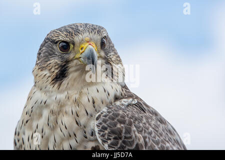 Close up photograph looking slightly up of the portrait of a saker hybrid falcon with the sky in the background Stock Photo