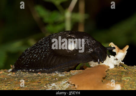 Black slug eating mushroom Stock Photo