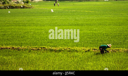 The rice planters working on the field Stock Photo