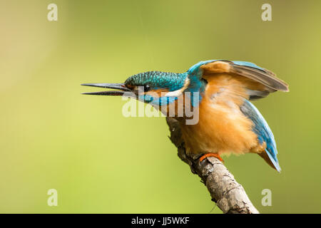 Common kingfisher communicating with a competitor Stock Photo