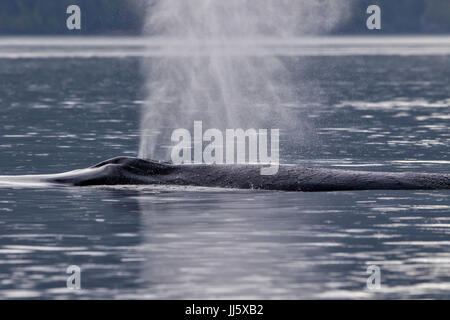 Humpback whale (Megaptera novaeangliae) flipper waving in Broughton Archipelago Provincial Marine Park off Vancouver Island, British Columbia, Canada. Stock Photo