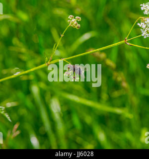 fly sits on a plant flower Stock Photo