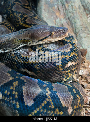 FUENGIROLA, ANDALUCIA/SPAIN - JULY 4 : Reticulated Python (Python reticulatus) in the Bioparc Fuengirola Costa del Sol Spain on July 4, 2017 Stock Photo